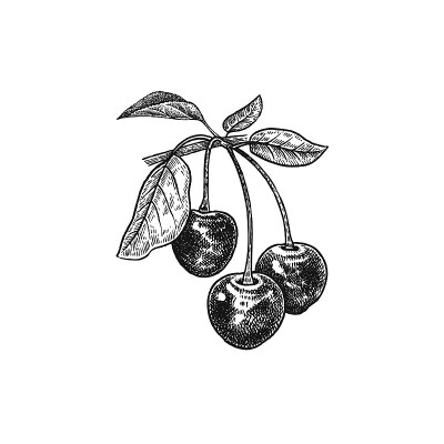 复古现实向量插图樱桃。