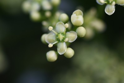日本轴花。