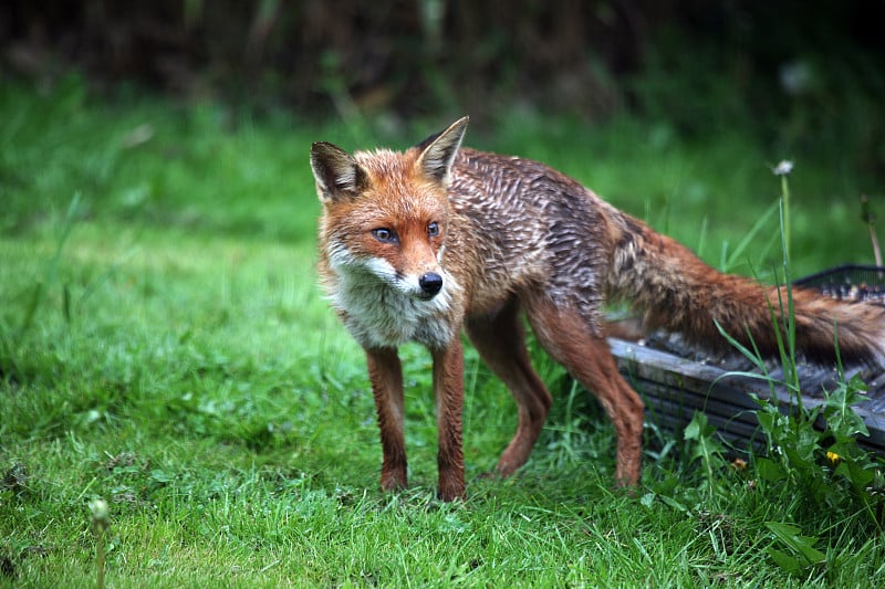 一只雌性红狐(Vulpes Vulpes)在潮湿的英国花园，英国