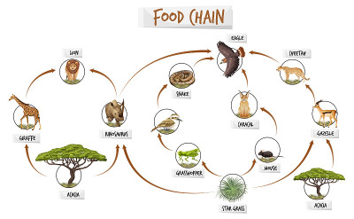 食物链图