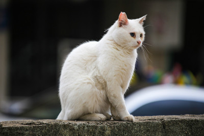 白色的街猫