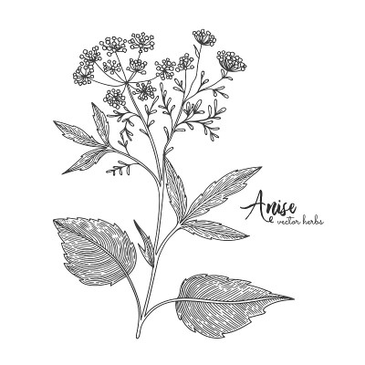 在白色背景上孤立的茴芹。草本雕刻风格插图。有机产品详细示意图。植物手绘插图设计包装茶，有机化妆品，天