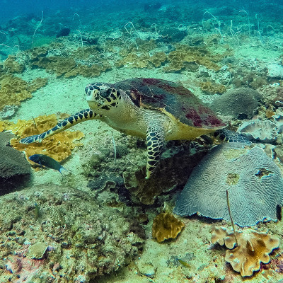 海龟