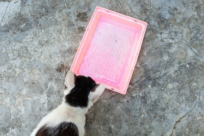 饭空托盘里有一只流浪猫在等待食物。