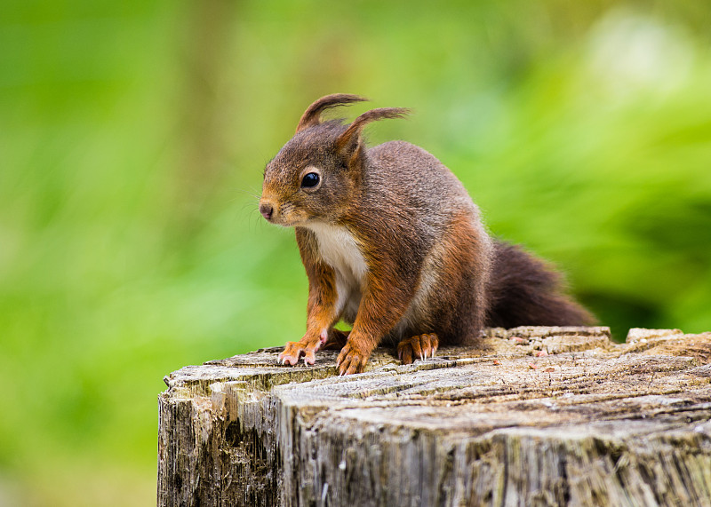 红松鼠(Sciurus vulgaris)