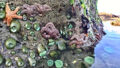 岩石上有巨大的绿色海葵和海星