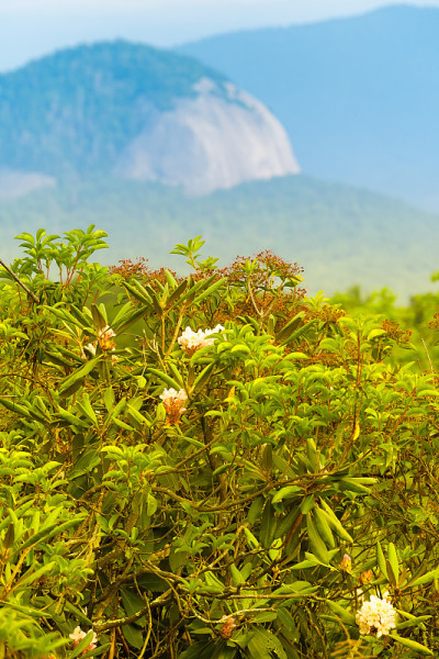 在杜鹃花后面的玻璃岩