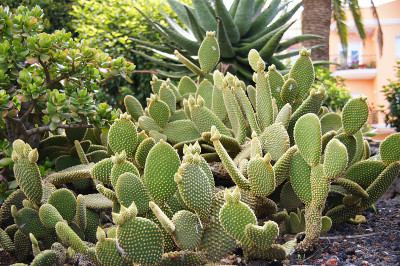 典型的金丝雀植物，仙人掌