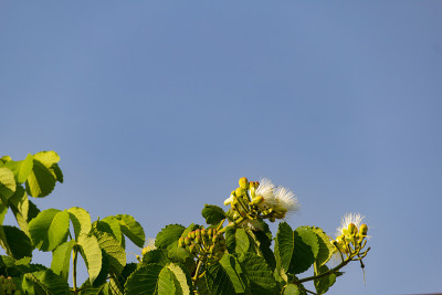 小花