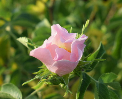 蔷薇、野蔷薇的花，生长在自然界中，开花之初。