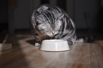 猫吃