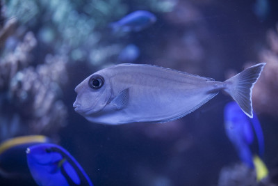 有珊瑚礁的水族馆里的鱼