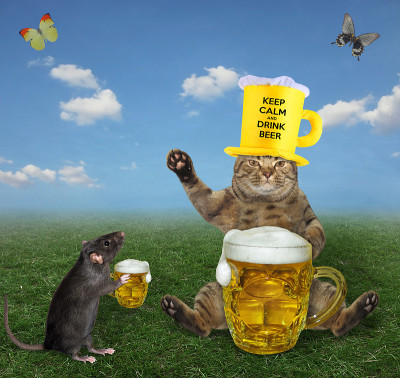 猫和老鼠喝啤酒
