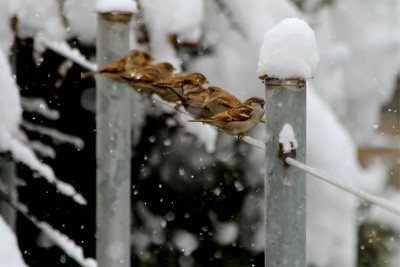 雪和鸟类
