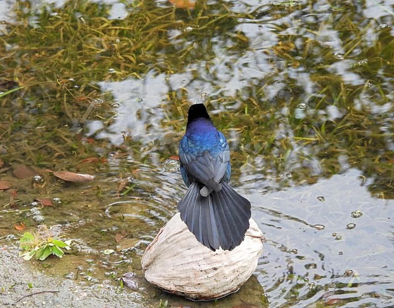 船尾白头翁(Quiscalus major) -雄栖息在一个椰子在佛罗里达的湖泊