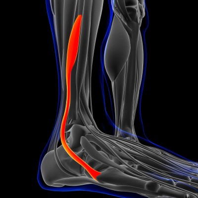 医用概念腓骨短肌解剖3D插图