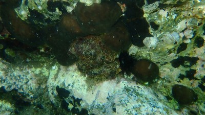 海鞘、海无花果或爱琴海下的紫罗兰