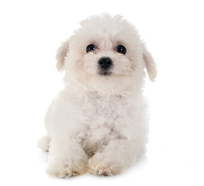 小卷毛比雄犬