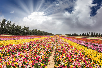 加沙地带附近的鲜花基布兹