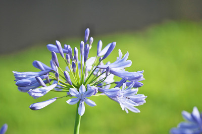 爱情花