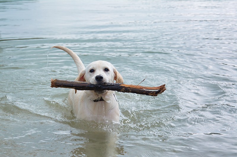 拉布拉多犬在水里