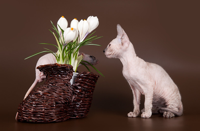 家鼠和小猫斯芬克斯近番红花