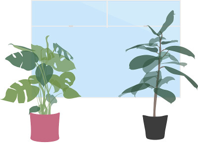 靠白墙的窗台上的室内植物