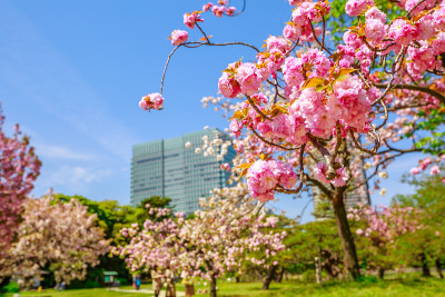 东京樱花