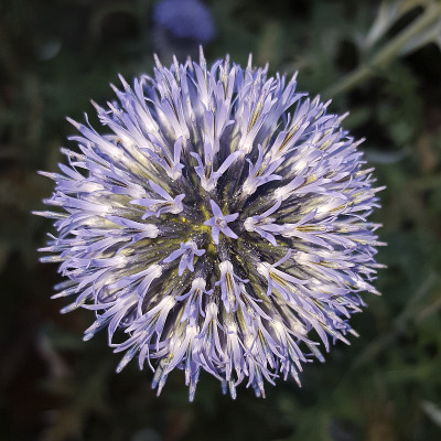 蓟花