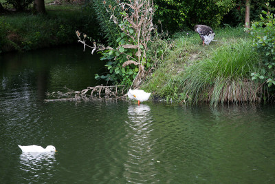 Poitevin沼泽的
