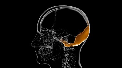 人体骨骼颅骨枕骨解剖医学概念3D