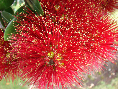 Pohutukawa花# 2