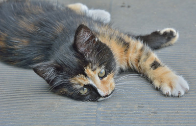 小猫