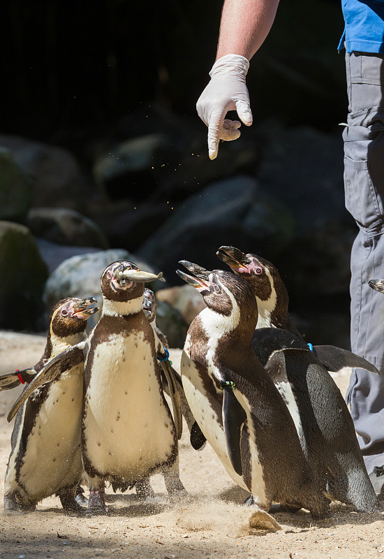 Pinguin正在被喂食