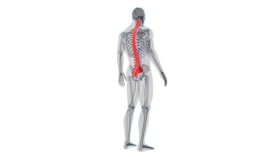 人体骨骼、脊柱、脊椎解剖