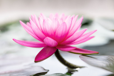 莲花