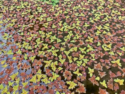 在花园的池塘里漂浮着蚊子、蕨类植物或杜鹃