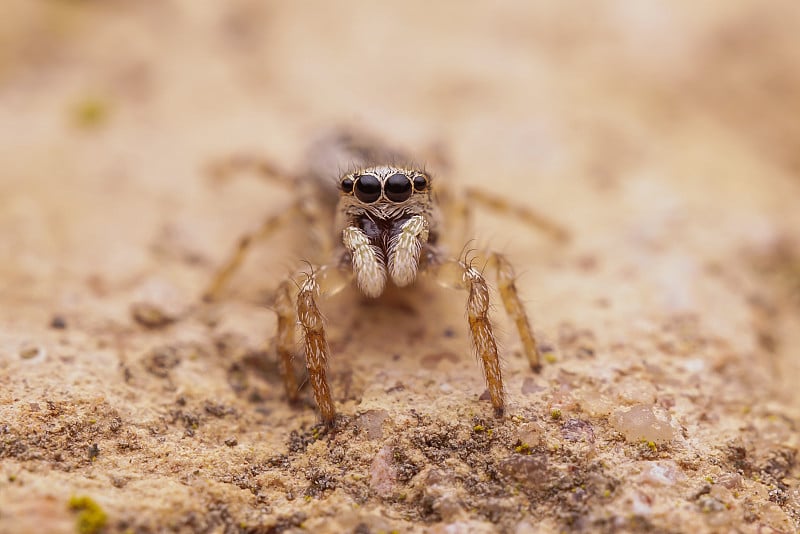 Salticus cingulatus，一种跳跃/斑马蜘蛛