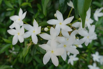 橙茉莉，化妆树皮树