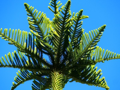 Araucaria