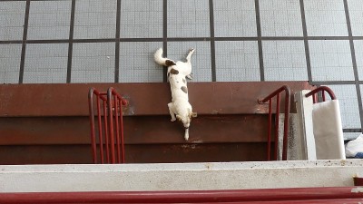 马德拉岛的建筑、街道和象征性摄影