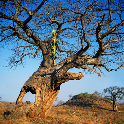 baobab