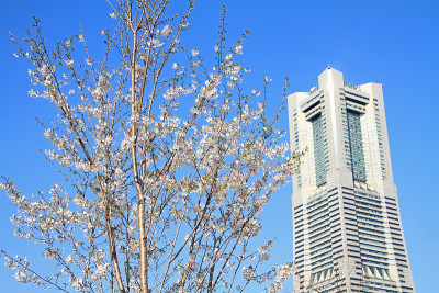 日本神奈川的横滨地标塔和樱花