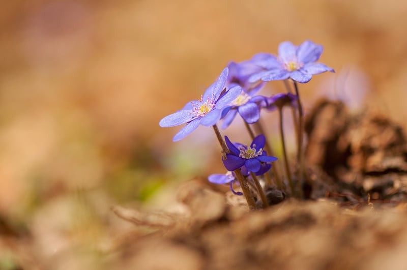 Hepatica