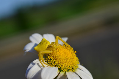 黄花蟹蛛