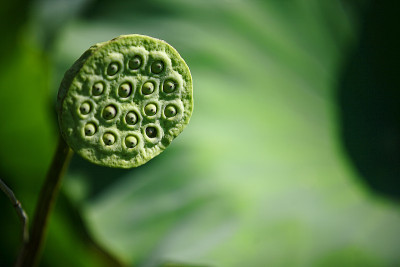 植物
