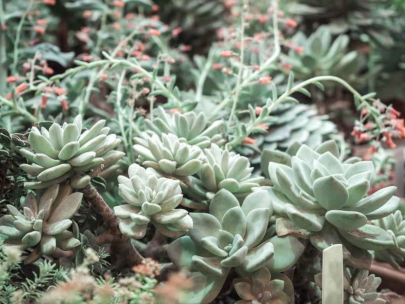 Pachyphytum。肉质植物母鸡和小鸡