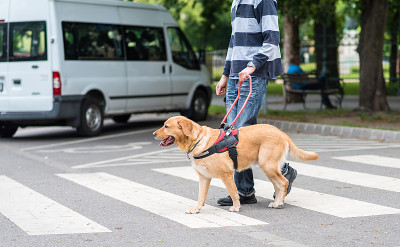 导盲犬正在帮助一位盲人