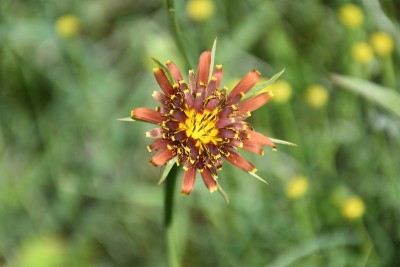 刺槐花。