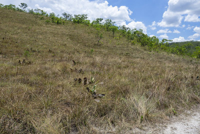Veadeiros的Chapada dos Veadeiros
